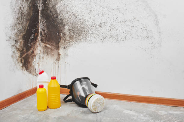 Best Certified Mold Removal  in Oak Island, NC