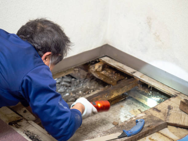 Best Mold Testing  in Oak Island, NC