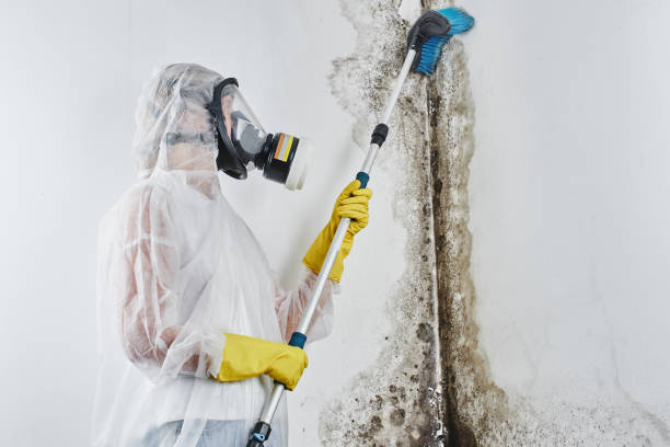 Reliable Oak Island, NC Mold Removal Solutions