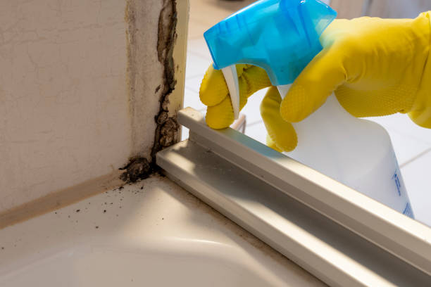 Best Certified Mold Removal  in Oak Island, NC