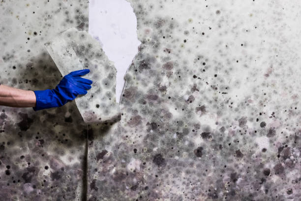 Best Attic Mold Removal  in Oak Island, NC